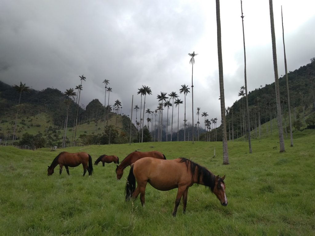 Valle de Cocora caballos