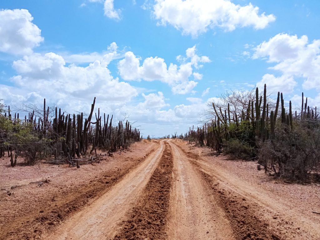 Paisajes de cactus en La Guajira