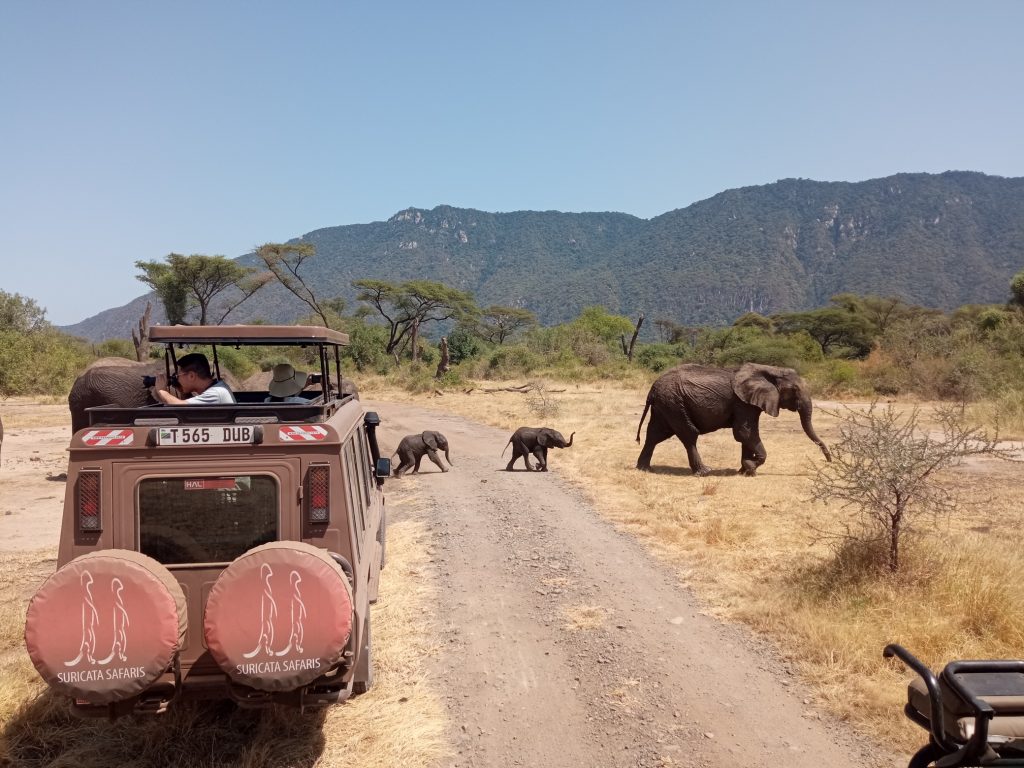 Elefantes durante el safari en Tanzania