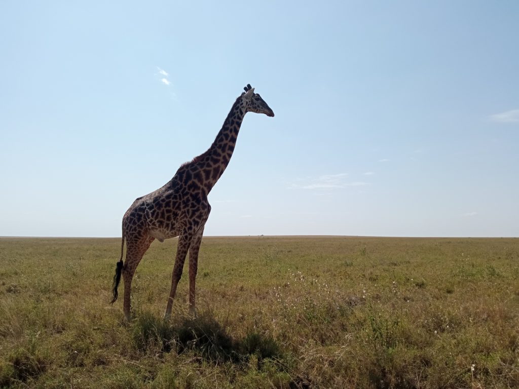 El Parque Nacional de Serengeti: ¿cuánto cuesta hacer un safari en Tanzania?