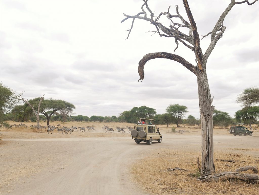 Cuánto cuesta hacer un safari en Tanzania: Serengeti, Tarangire y más