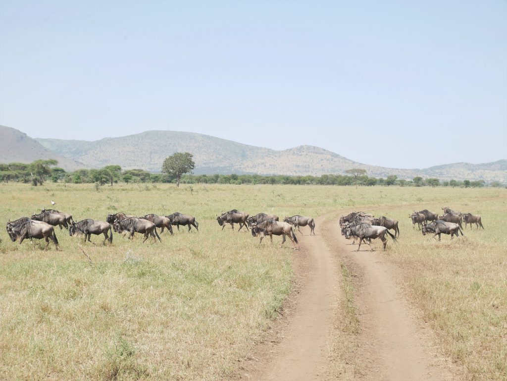 La gran migración de ñús en el Serengeti, una de las mejores cosas que ver en el safari en Tanzania