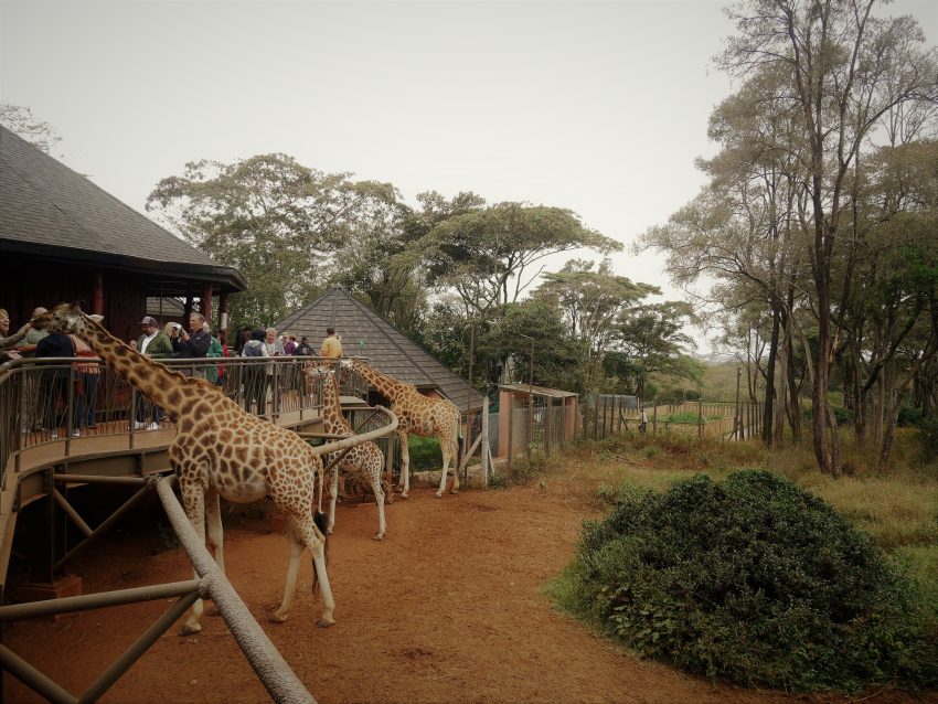 Giraffe Center en Nairobi, santuario de las jirafas Rothschild