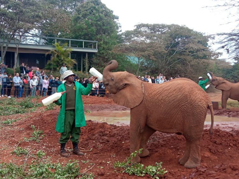 Ir al orfanato de elefantes, uno de los planes que hacer en Nairobi