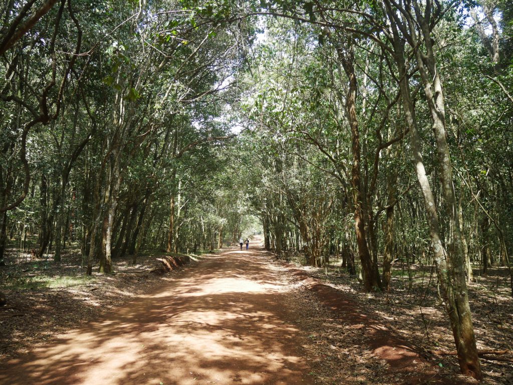 Karura Forest, el mejor plan dominguero en Nairobi