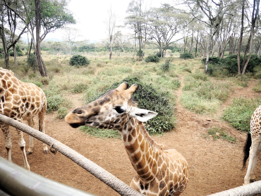 Dar de comer a las jirafas en el Giraffe Center es otro plan imperdible en Nairobi