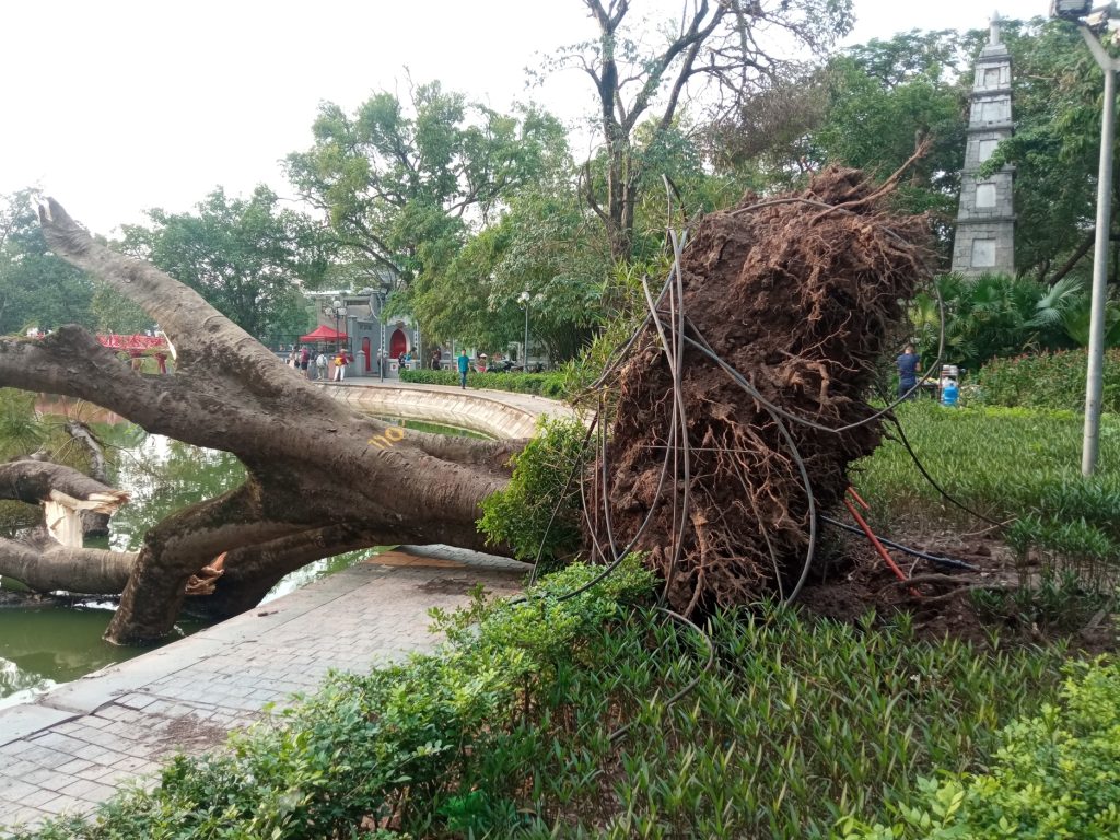 Árbol caído en Vietnam por un tifón